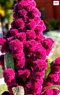 Amaranth - Elephant Head