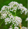 Anise