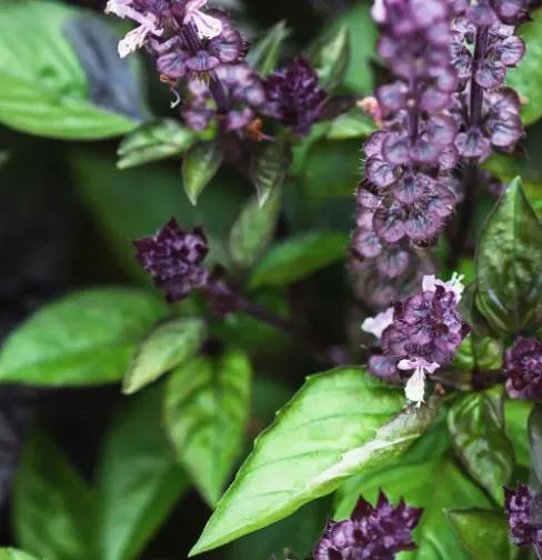 Basil - Cinnamon