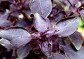 Basil - Red Rubin