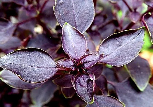 Basil - Red Rubin