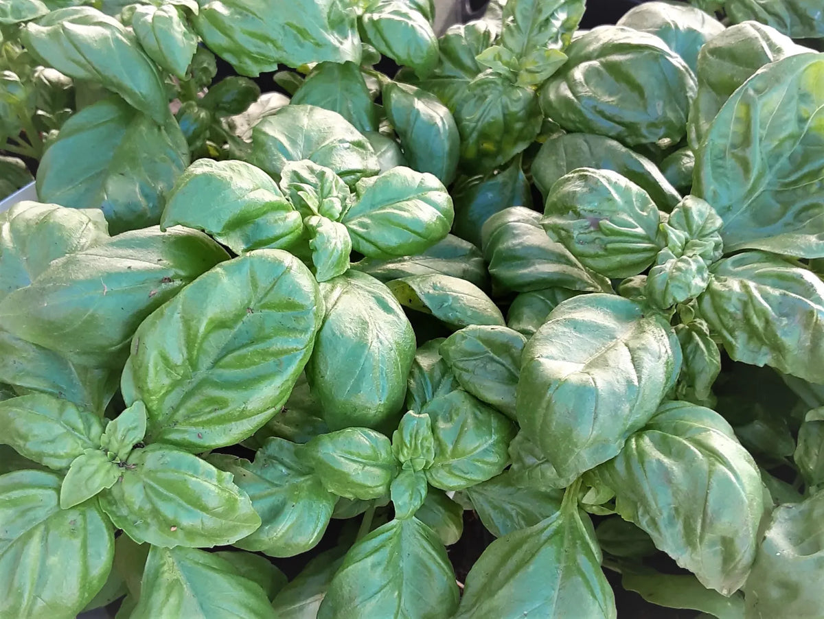 Basil - Sweet Italian Large Leaf Basil
