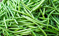 Bean - Contender (Bush)