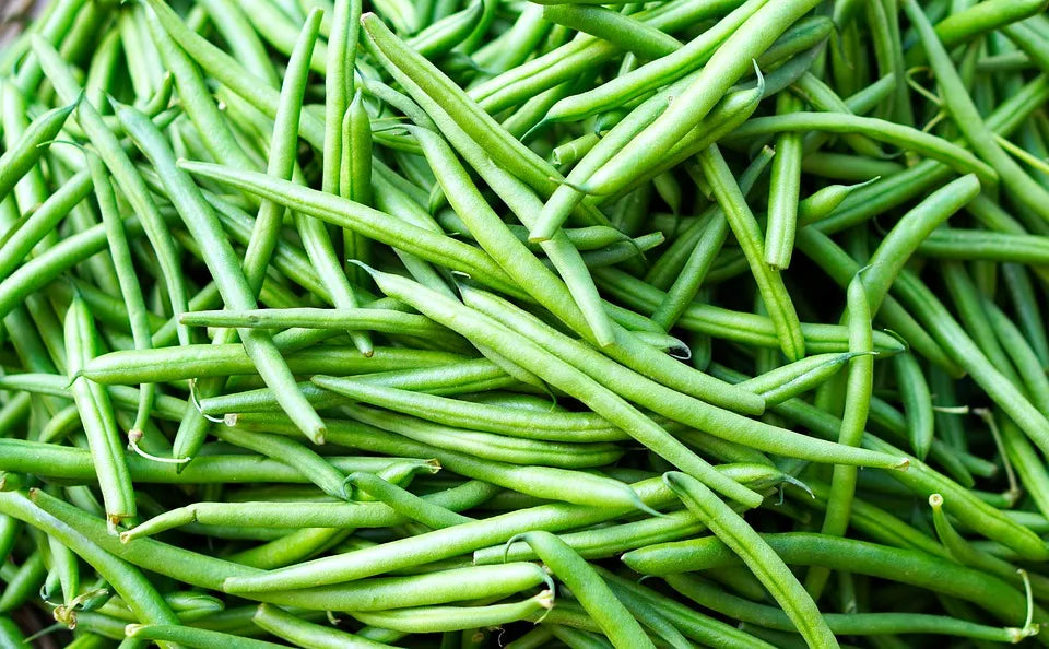 Bean - Contender (Bush)