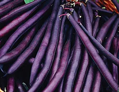 Bean - Royal Burgundy (Bush)