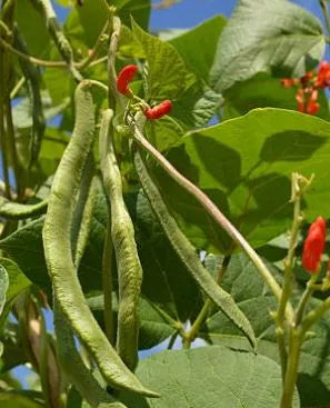 Bean - Scarlet Runner Bean (Pole)