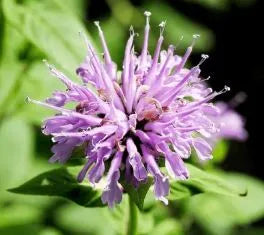 Bergamot, Wild Bee Balm