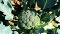 Broccoli - Waltham 29 Broccoli