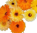 Calendula - Fancy Mix