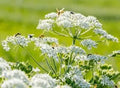 Caraway