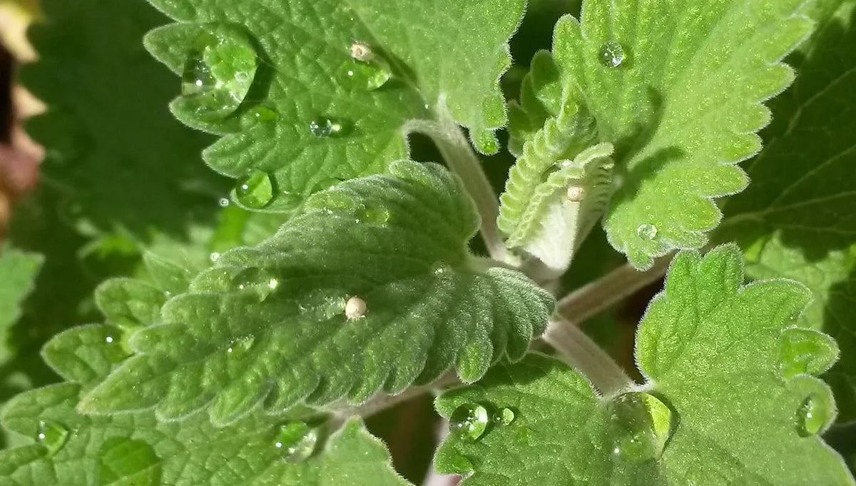 Catnip