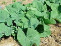 Collards - Georgia Southern Collards