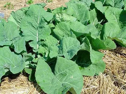 Collards - Georgia Southern Collards