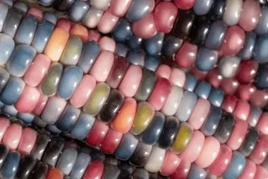 Corn - Glass Gem