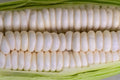 Corn - Truckers Favorite White, Dent