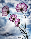 Cosmos - Candy Stripe
