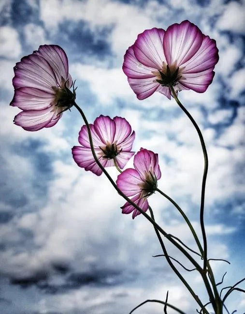 Cosmos - Candy Stripe