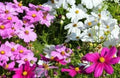 Cosmos - Dwarf Mix