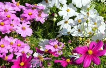 Cosmos - Dwarf Mix