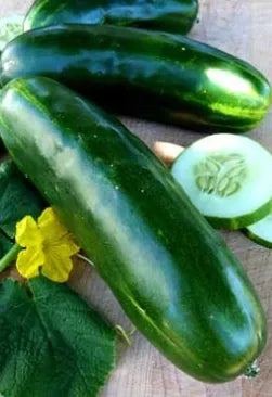 Cucumber - Long Green Slicing