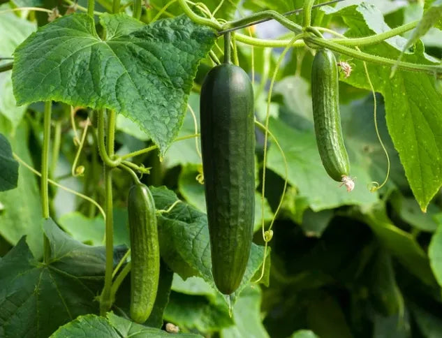 Cucumber - Muncher