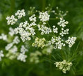 Cumin - Heirloom