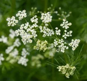 Cumin - Heirloom