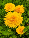 Dandelion - True Wild Dandelion Seeds