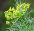 Dill - Dukat