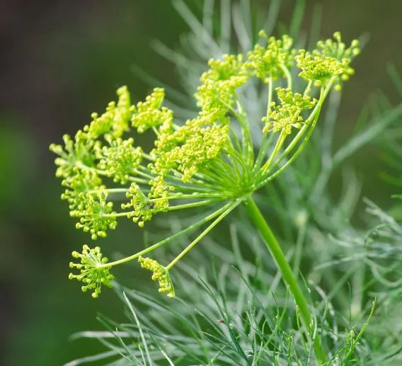 Dill - Dukat