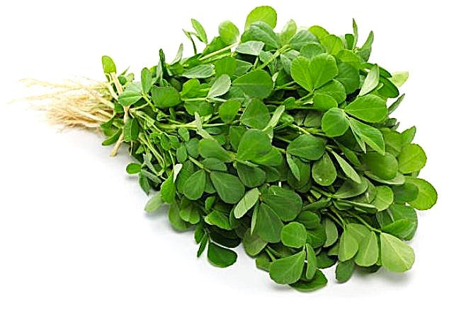 Fenugreek