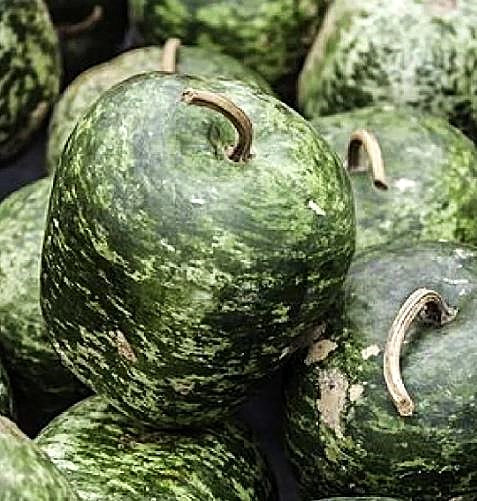 Gourd - Apple Large