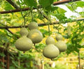 Gourd - Birdhouse