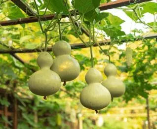 Gourd - Birdhouse