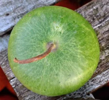 Gourd - Corsican
