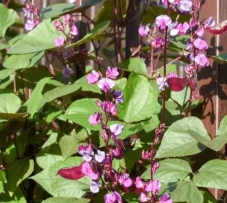 Hyacinth - Purple Moonshadow