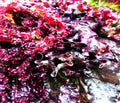 Lettuce - Flame Leaf