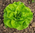 Lettuce - Summer Bibb - Heirloom