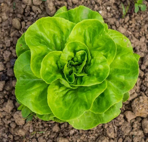 Lettuce - Summer Bibb - Heirloom