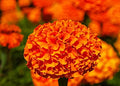 Marigold - African Hawaii Orange