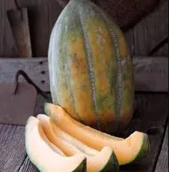 Melon - Bidwell Casaba Muskmelon