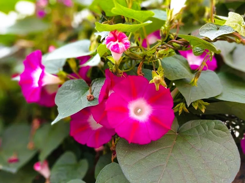 Morning Glory - Scarlet O' Hara