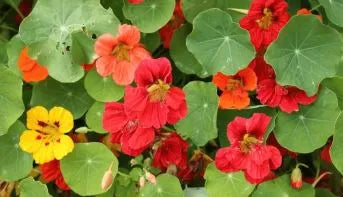 Nasturtium - Jewel Mix
