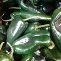 Pepper - Ancho Poblano Grande, Hot