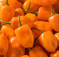 Pepper - Habanero, Hot