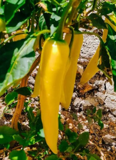 Marconi Golden Sweet Pepper