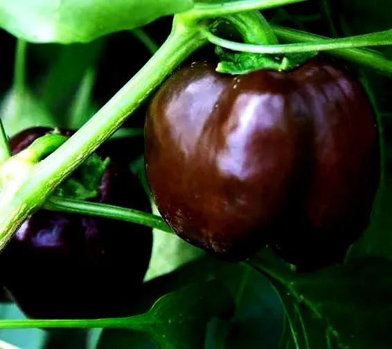 Mini Chocolate Pepper