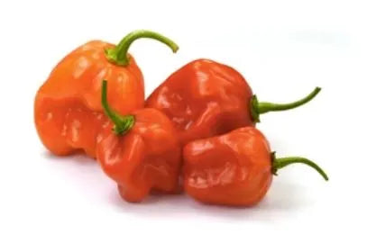 Pepper - Scotch Bonnet, Orange (Hot)