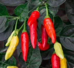 Pepper - Tabasco, Hot