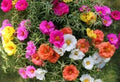 Portulaca Moss Rose - Double Mix